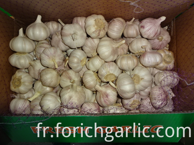 Normal White Garlic Exporter